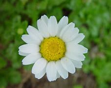 flower of the flock